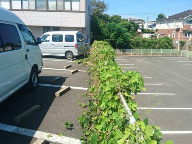 塀や壁やフェンスに巻き付いた蔓やツタの除草作業