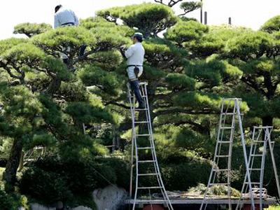 一軒家 一戸建て 植木や庭木の剪定 刈り込み