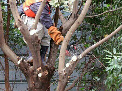 植木 庭木の枝落とし作業