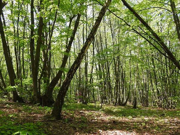 伐採後の除根 伐根作業