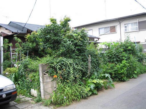 ジャングルになった一軒家 一戸建ての伐採 除草作業