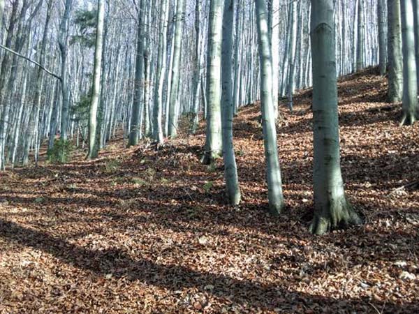 山林伐採 除根 伐根工事